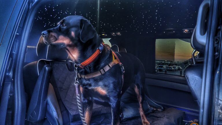 英國寵物移民懶人包：點樣安排貓狗入境？Pet Travel、機場接送一次睇晒